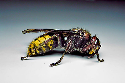 VESPA CRABRO